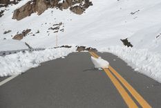 tras las nevadas, habilitaron el cristo redentor