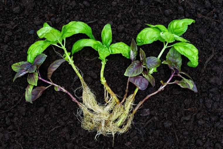 Este enraizante casero es oro puro para las plantas del jardín Foto: Shutterstock