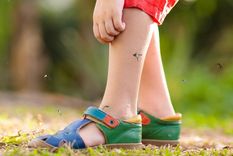 Así puedes espantar los mosquitos con citronella Foto: Shutterstock
