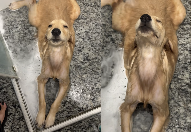 La reacción de este perro fue la envida de todos los dueños de mascotas Foto: Archivo MDZ