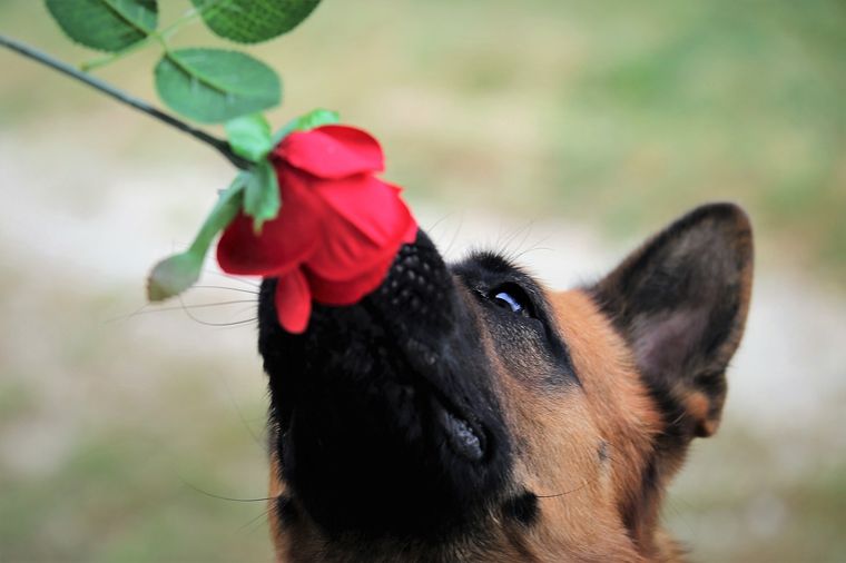 Perros Algunos olores pueden resultar insoportables para ellos Foto: Pixabay