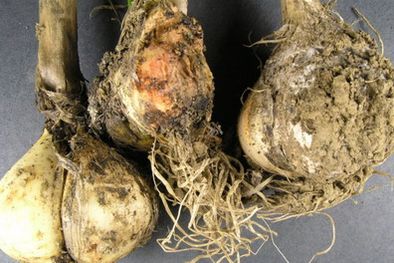 MDZol | La plaga inutiliza el suelo al menos por 20 años.