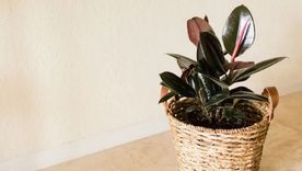 Plantas purificadoras- Plantas purificadoras-