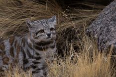 La provincia actualizó su ley y sumó nuevas especies como monumentos naturales para reforzar la protección de la fauna y sus hábitats.