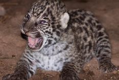 Los cachorros nacidos fueron tres pero uno no pudo sobrevivir Foto: Noticias Argentinas