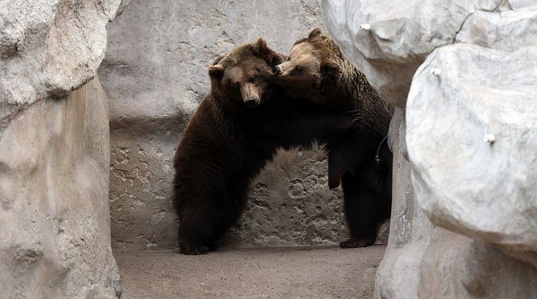 En un procedimiento inédito, la totalidad de osos pardos del ex-zoológico mendocinos fueron trasladados al espacio “The Wild Animal Sanctuary”, ubicado en Keenesburg, Colorado