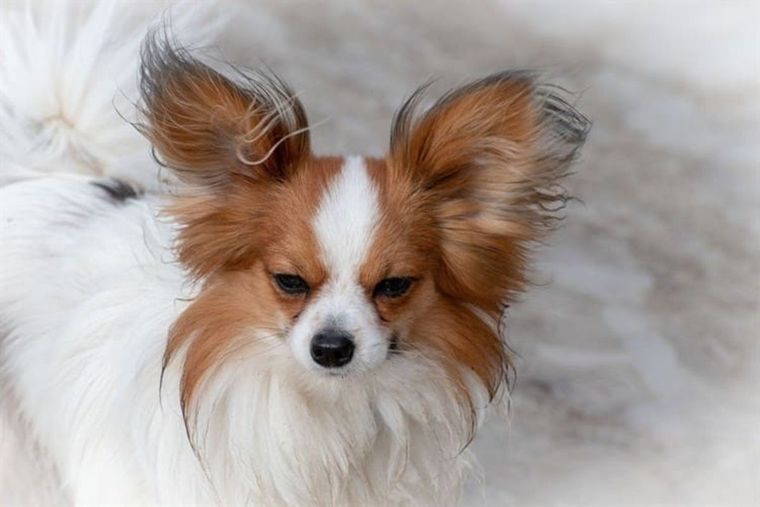 Papillon Foto: Pixabay Raza Papillón
