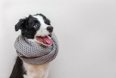 MDZol | MASCOTAS, PERRO, FRÍO