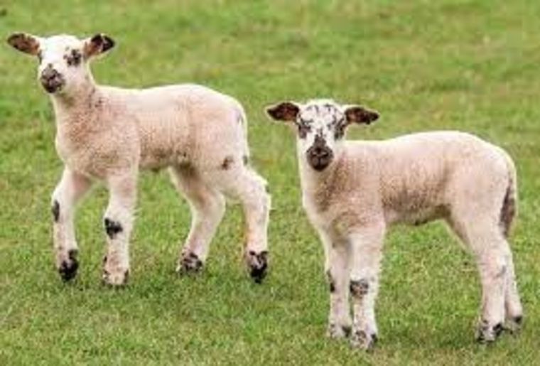 Piden que no coman los animales robados