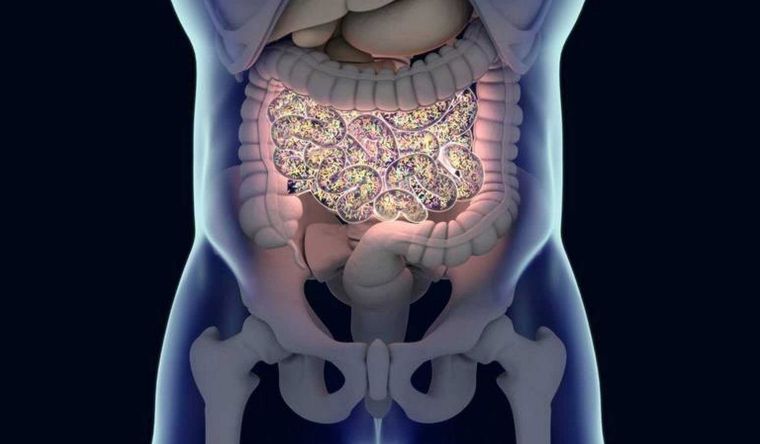 intestino El intestino, según el trabajo, está muy vinculado con el envedecimiento. Foto: Efe.