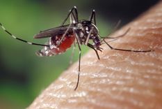 Cómo hacer repelente casero para ahuyentar mosquitos con citronela Existen miles de especies de mosquitos. Foto: Archivo
