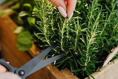 El romero no debe faltar en casa. Foto: Archivo