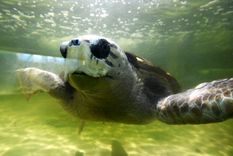 Jorge fue liberado el 11 de abril en aguas abiertas del Atlántico. Jorge fue liberado el 11 de abril en aguas abiertas del Atlántico.