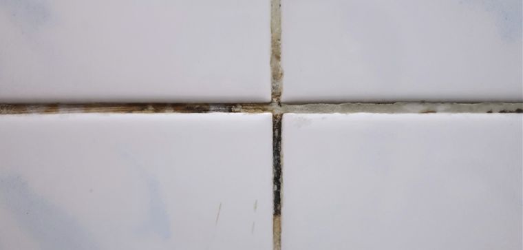 Si ya tienes moho en el hogar, es importante eliminarlo rápidamente. Foto: Shutterstock