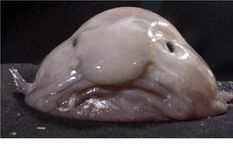 El pez borrón se convirtió por su aspecto en una referencia de internet, pero es un animal del que se desconocen muchas cosas. Foto: PHOTOSHOT