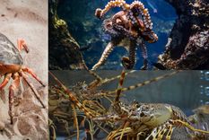 Langostas, pulpos y cangrejos, seres sensibles. Foto: TvAzteca.