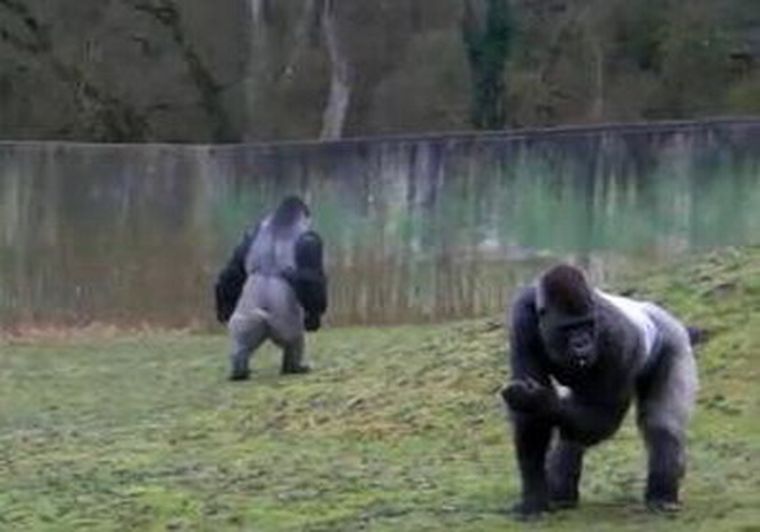 Ambam es famoso en todo el mundo gracias a la web.