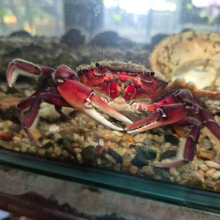 Cangre Burguer el cangrejo de Mendoza Cangre Burguer el cangrejo de Mendoza