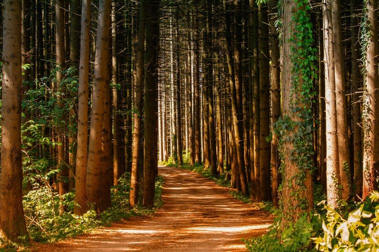Sueños Conoce el significado de soñar con bosques Foto: Pexels
