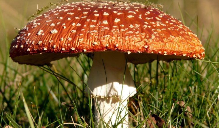 hongos agaricomicetos Los agaricomicetos son hongos que tienen mucho para mostrarnos. Foto: PhotoPh.