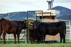 Novillos pastan en un rancho de Montana, Estados Unidos. Foto: Dpa.