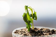 El azafrán sirve como un potente abono casero para nuestras plantas Foto: SHUTTERSTOCK