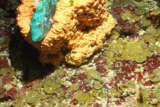 las espectaculares imagenes que muestran criaturas marinas y corales unicos en las islas del caribe