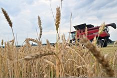 Agrospot busca transformar el comercio de granos y reducir los costos del campo.