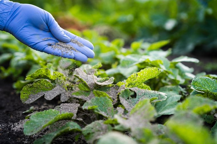 Estos ingredientes de casa pueden ser un importante abono casero Foto: Shutterstock