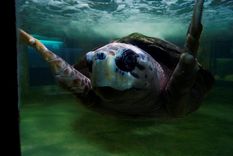 ¿Liberarán a Jorge? Foto: Unidiversidad