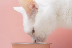 Debes estimular a tu gato para que beba más agua Foto: Shutterstock