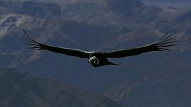 El cóndor andino es el ave voladora más grande del planeta. Foto: EFE El cóndor andino es el ave voladora más grande del planeta. Foto: EFE