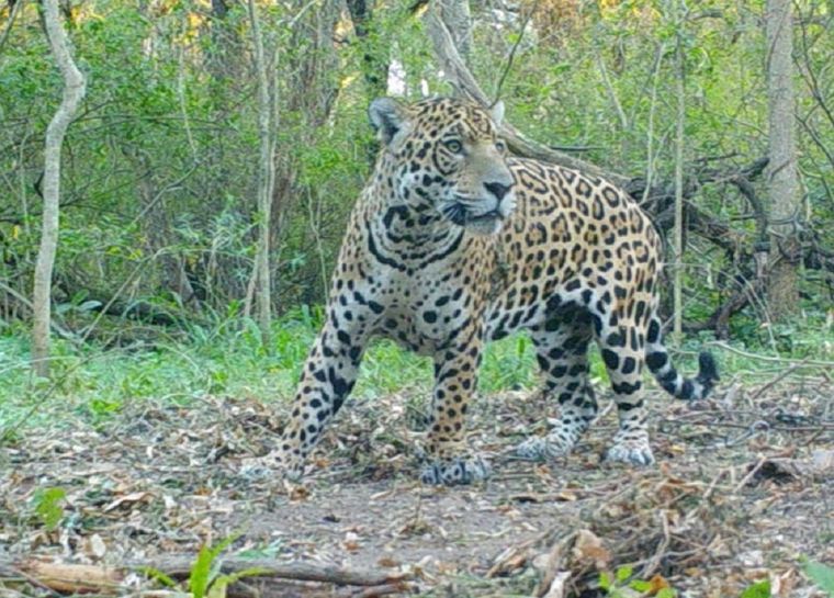 El yaguareté es una de las principales especies silvestres en peligro de extinción en Argentina. Foto: Gentileza