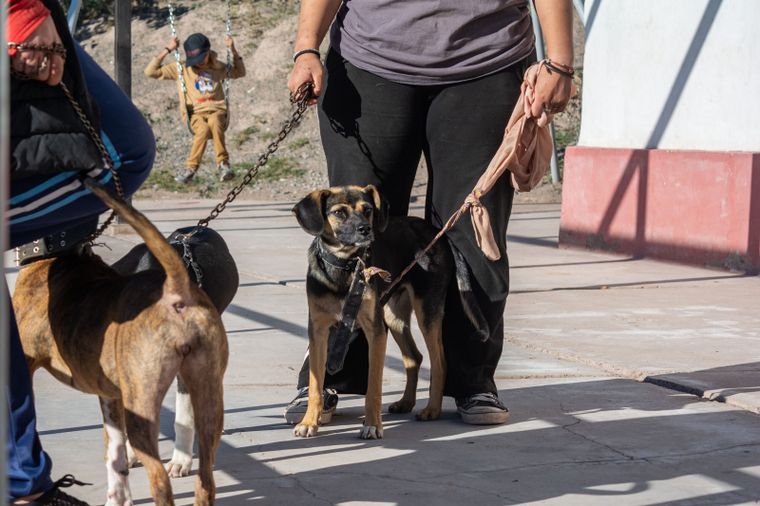 La Ciudad de Mendoza amplía los servicios veterinarios gratuitos con atención fija y móvil en abril. La Ciudad de Mendoza amplía los servicios veterinarios gratuitos con atención fija y móvil en abril.
