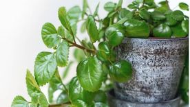 Cuál es el lugar perfecto para esta planta. Foto: OK DIARIO Cuál es el lugar perfecto para esta planta. Foto: OK DIARIO