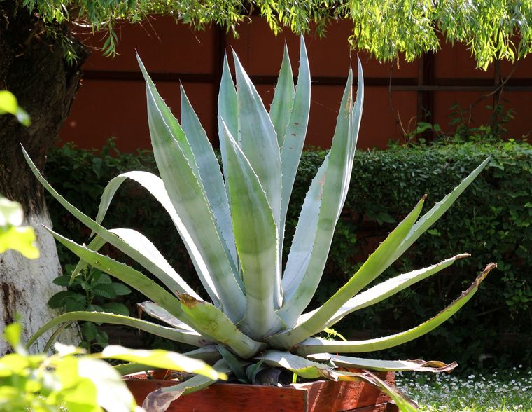 Agave, otra de las plantas resistentes. Agave, otra de las plantas resistentes. 