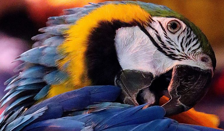 Una historia singular, con loros como protagonistas. Foto: Efe.