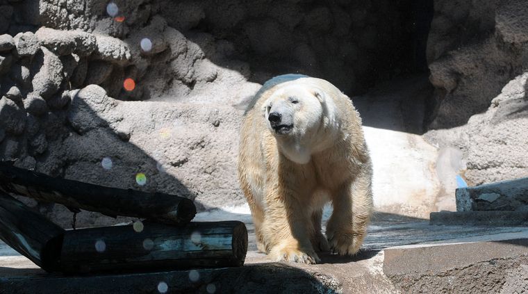 Foto: Nacho Gaffuri / MDZ