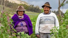 Agricultores indígenas en un campo de quinua en Ecuador. Foto: GETTY