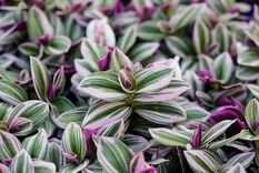 JARDÍN Tradescantia es un género de plantas herbáceas y perennes perteneciente a la familia de las commelináceas Foto: SHUTTERSTOCK
