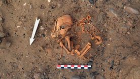 Entierro de un perro de aproximadamente entre 1100-500 años de antigüedad recuperado en el sitio arqueológico Huaca Amarilla (Perú).