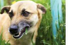 Los perros no corren mayor riesgo si comen pasto, a menos que el césped esté contaminado con pesticidas, que son altamente tóxicos Foto: Shutterstock