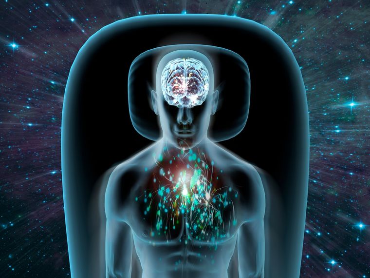 Científicos vienen investigando lograr inducir a inducir un estado parecido a la hibernación a los seres humanos Foto: shutterstock