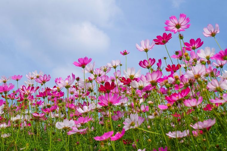 Tres plantas de fácil cultivo permiten sumar diferentes colores al jardín durante los meses de primavera y verano.