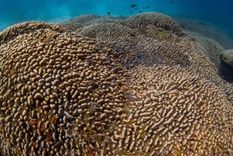 Se trata de un organismo único y enorme Foto: BBC