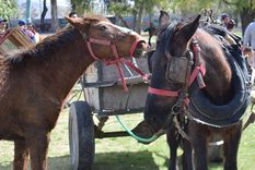 la justicia cambio: maltratar animales ahora se paga con prision la justicia cambio: maltratar animales ahora se paga con prision