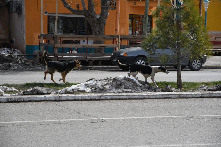 malargue nieve clima temperatura perros calle.JPG