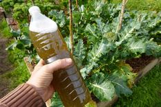 Un abono natural para tus plantas. Foto: Fuente: Shutterstock