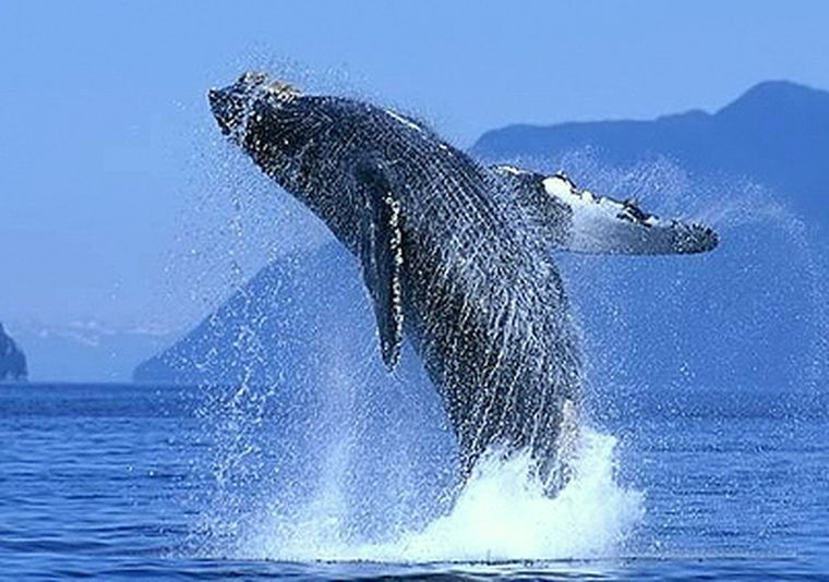 Encontraron carne refrigerada de unas 60 ballenas Foto: web