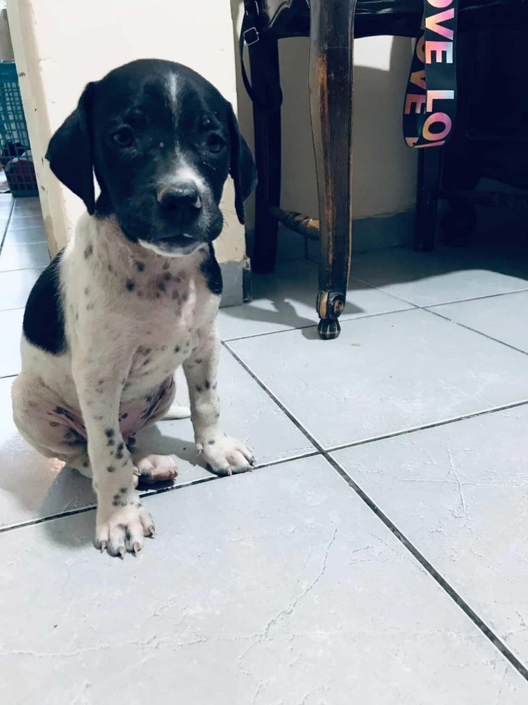 Un vendedor se llevó a Rocky y sus dueños esperan cualquier tipo de información para recuperarlo. Un vendedor se llevó a Rocky y sus dueños esperan cualquier tipo de información para recuperarlo.